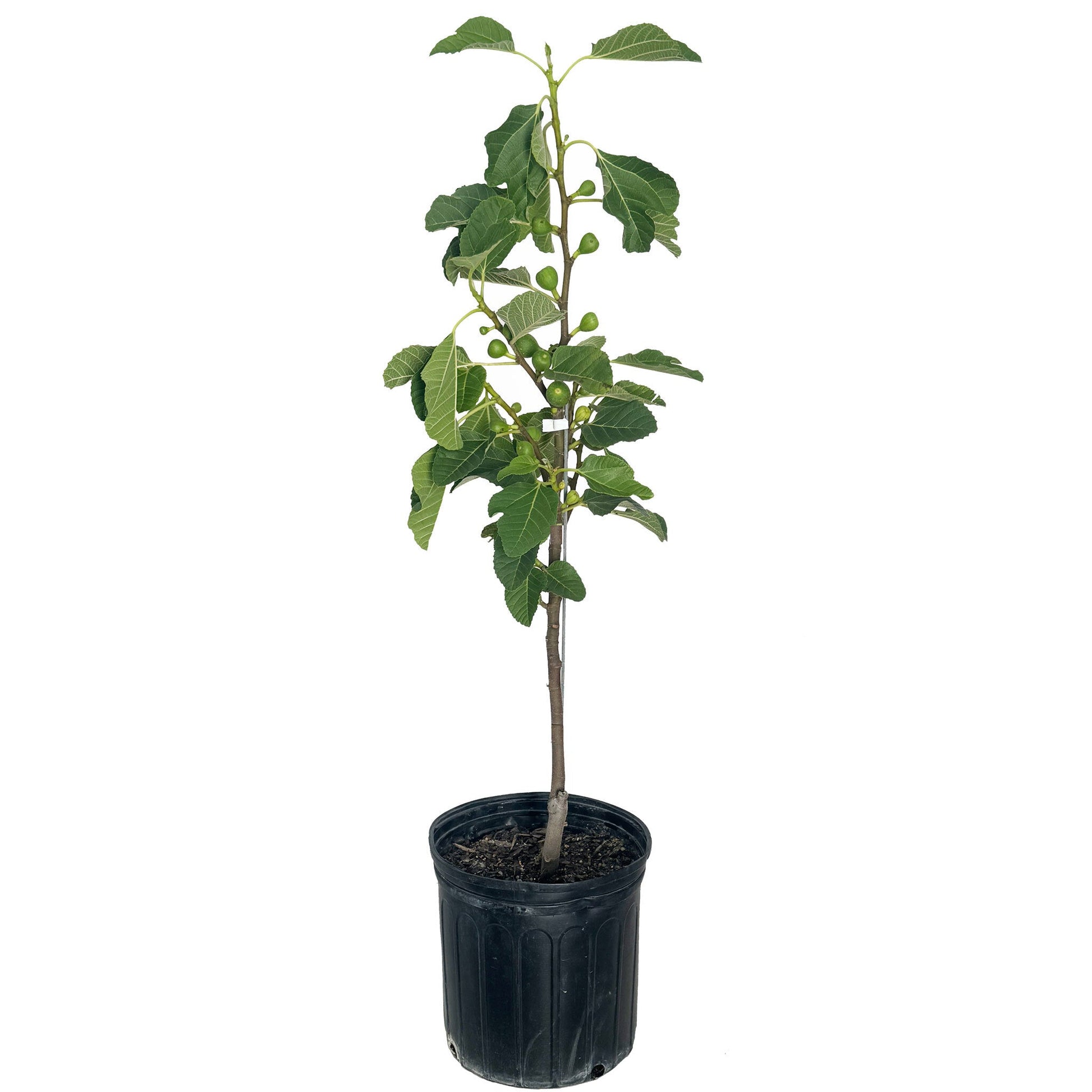 Fignominal Fig plant in black pot with dark green leaves and small figs Live Good Logistics on Tampa Home & Garden Store