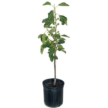 Fignominal Fig plant in black pot with dark green leaves and small figs Live Good Logistics on Tampa Home & Garden Store