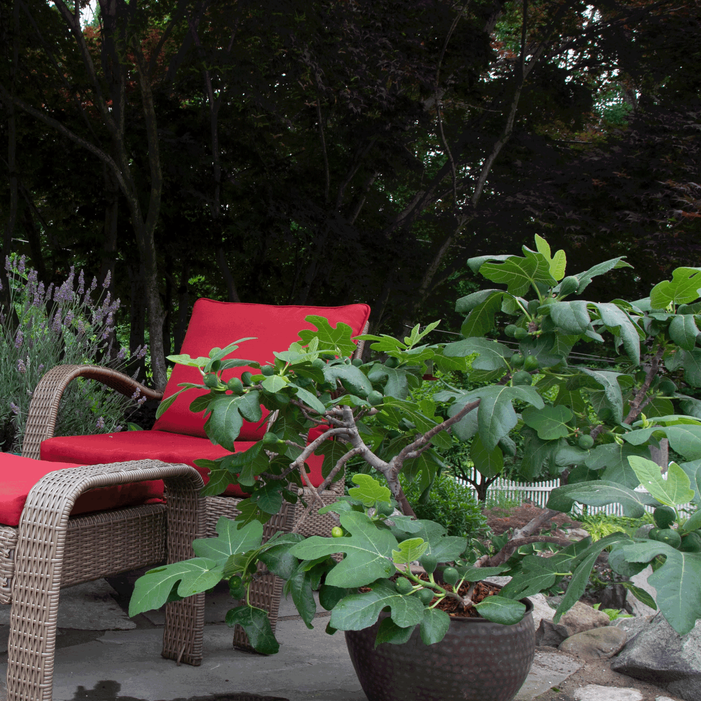Fignominal Fig plant in a dark pot with broad leaves beside red cushions on wicker chairs on Tampa Home & Garden Store