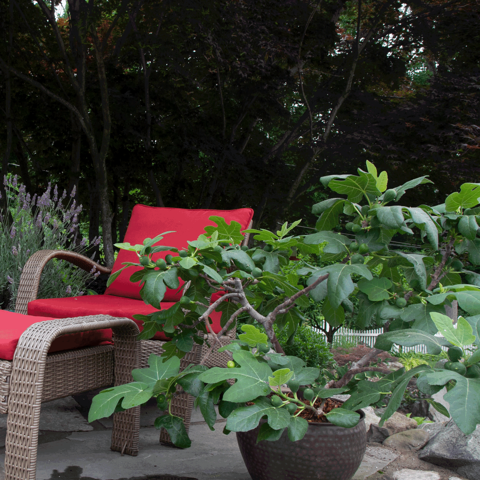 Fignominal Fig plant in a dark pot with broad leaves beside red cushions on wicker chairs on Tampa Home & Garden Store