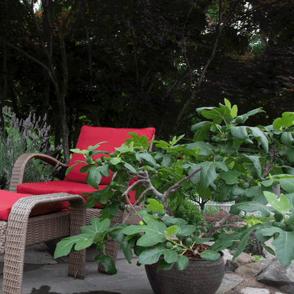 Fignominal Fig plant in a dark pot with broad leaves beside red cushions on wicker chairs on Tampa Home & Garden Store