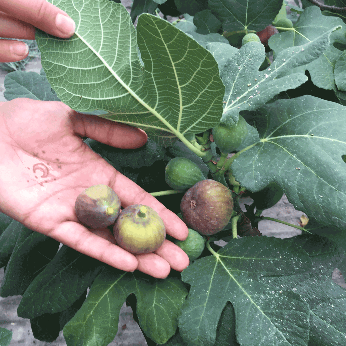Fignominal fig plant from Live Good Logistics with several figs in hand and lobed leaves on Tampa Home & Garden Store