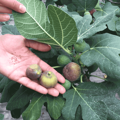 Fignominal fig plant from Live Good Logistics with several figs in hand and lobed leaves on Tampa Home & Garden Store