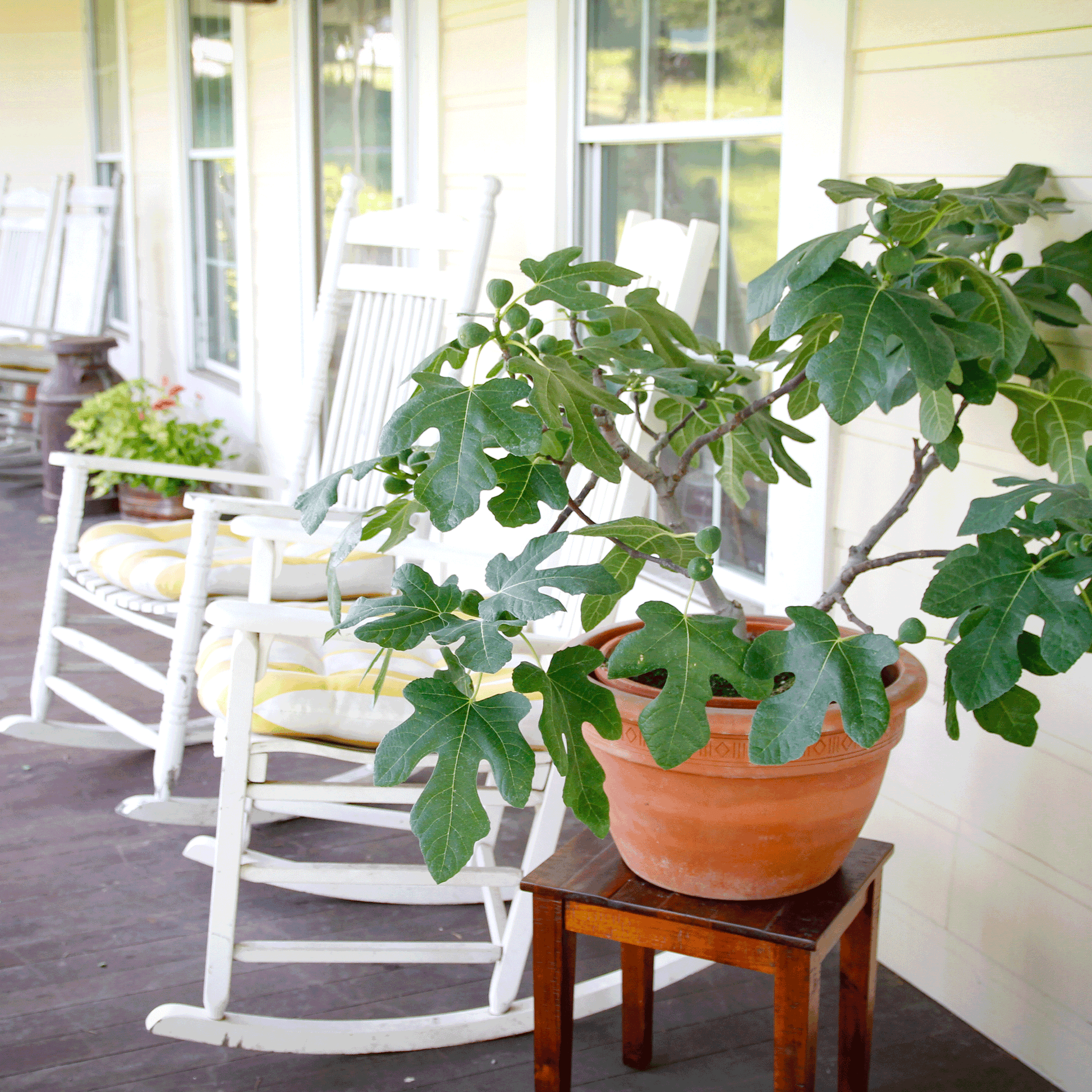 Fignominal Fig plant in a terracotta pot on a wooden table beside white rocking chairs on a porch on Tampa Home & Garden Store