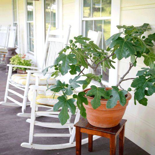 Fignominal Fig plant in a terracotta pot on a wooden table beside white rocking chairs on a porch on Tampa Home & Garden Store