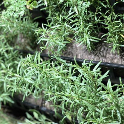 Filled Ellepot Pouches for Vertical Gardens - Tampa Home & Garden Store