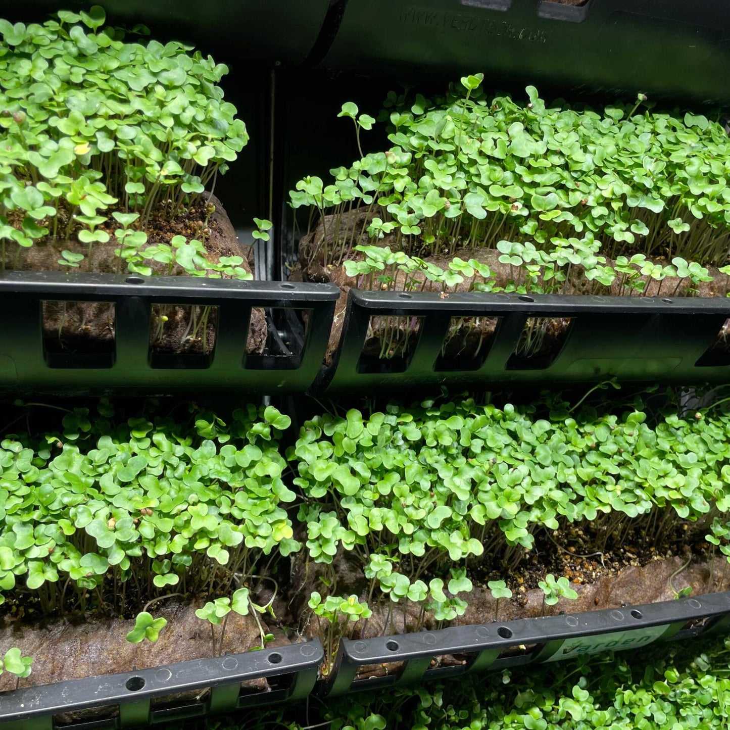 Filled Ellepot Pouches for Vertical Gardens - Tampa Home & Garden Store