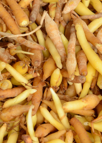Finger Root ‘Chinese Keys’ (Boesenbergia Rotunda) - Tampa Home & Garden Store