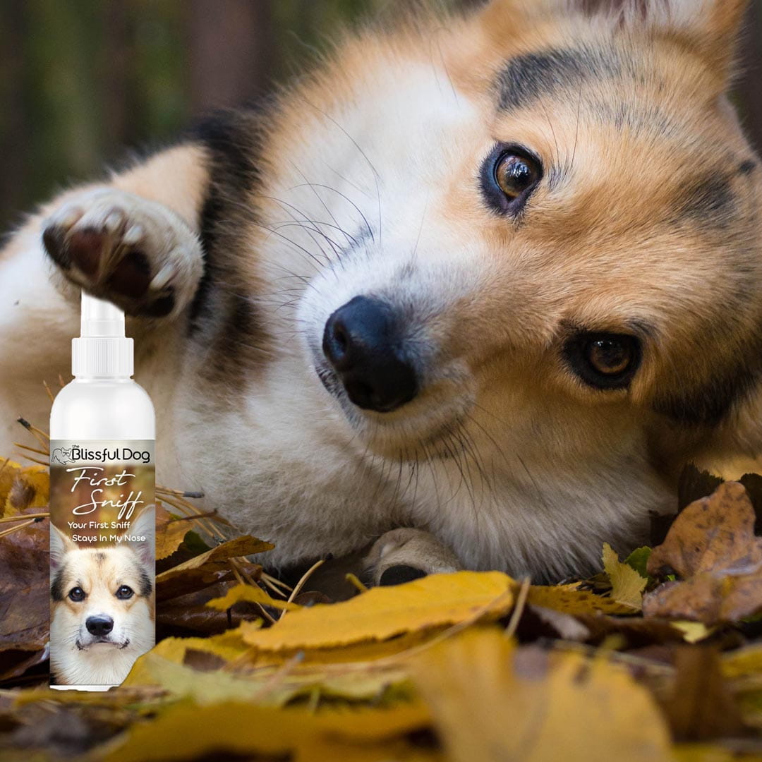 First Sniff Dog Cologne - Your First Sniff Stays on My Mind - Tampa Home & Garden Store