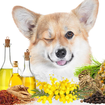 First Sniff Dog Cologne - Your First Sniff Stays on My Mind - Tampa Home & Garden Store