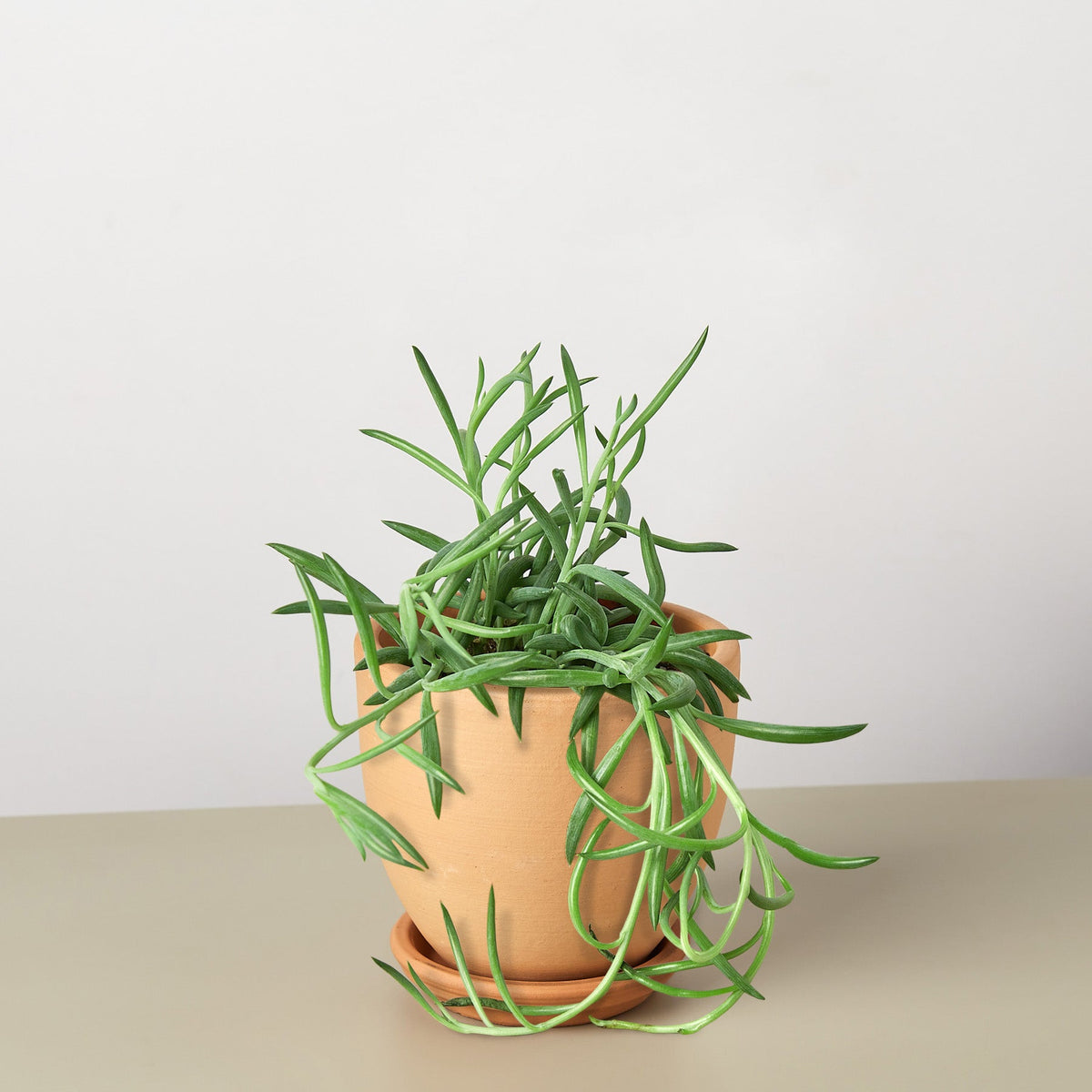 Succulent Fish Hooks Senecio with trailing stems in terracotta pot by House Plant Shop on Tampa Home & Garden Store