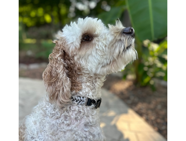 Fishtail Hand Braided Dog Collar in Black & Smoke - Tampa Home & Garden Store
