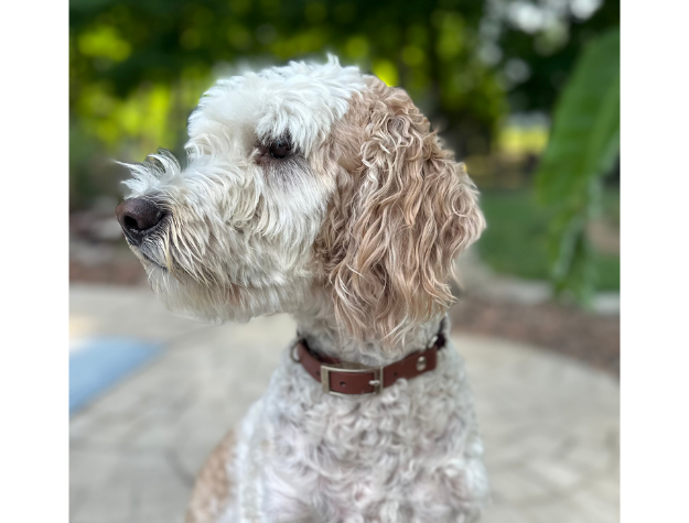 Fishtail Hand Braided Dog Collar in Burgundy & Cream - Tampa Home & Garden Store