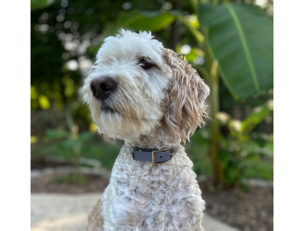 Fishtail Hand Braided Dog Collar in Graphite & Smoke - Tampa Home & Garden Store