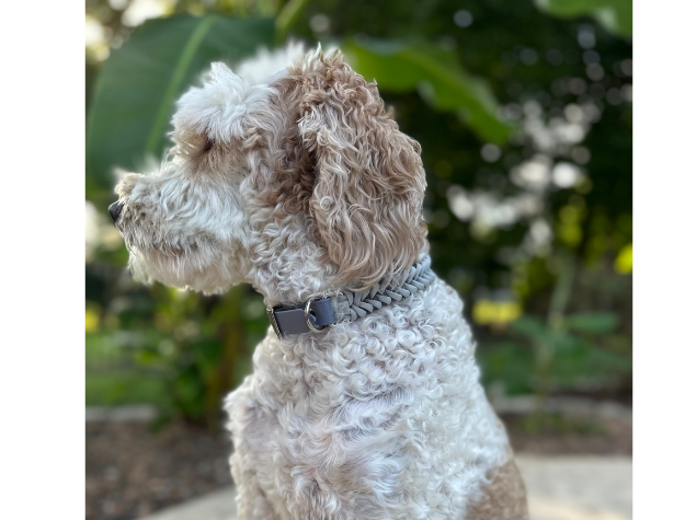 Fishtail Hand Braided Dog Collar in Graphite & Smoke - Tampa Home & Garden Store