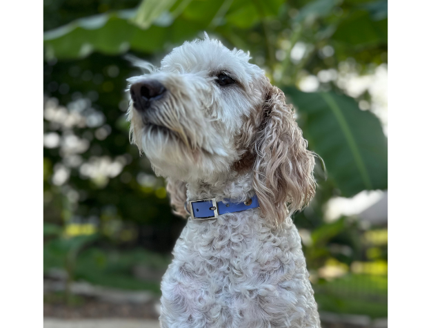 Fishtail Hand Braided Dog Collar in Lavender & Smoke - Tampa Home & Garden Store