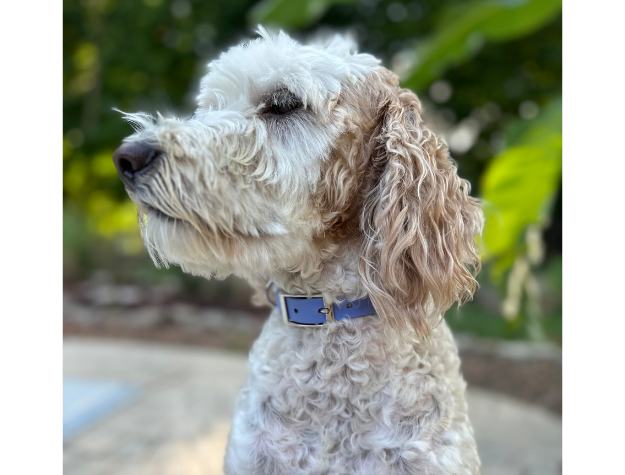 Fishtail Hand Braided Dog Collar in Lavender & Smoke - Tampa Home & Garden Store