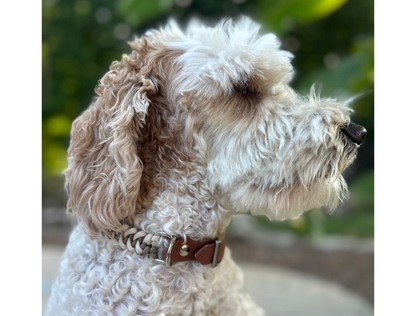 Fishtail Hand Braided Dog Collar in Tan & Cream - Tampa Home & Garden Store