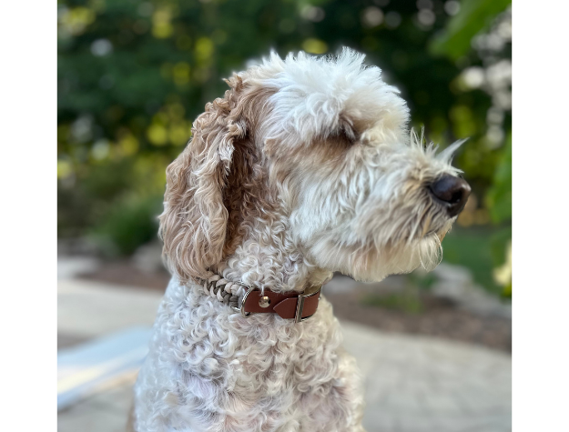 Fishtail Hand Braided Dog Collar in Tan & Cream - Tampa Home & Garden Store