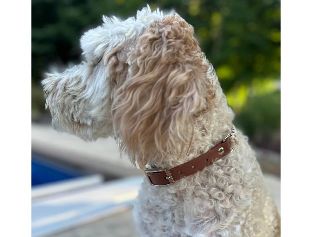 Fishtail Hand Braided Dog Collar in Tan & Cream - Tampa Home & Garden Store