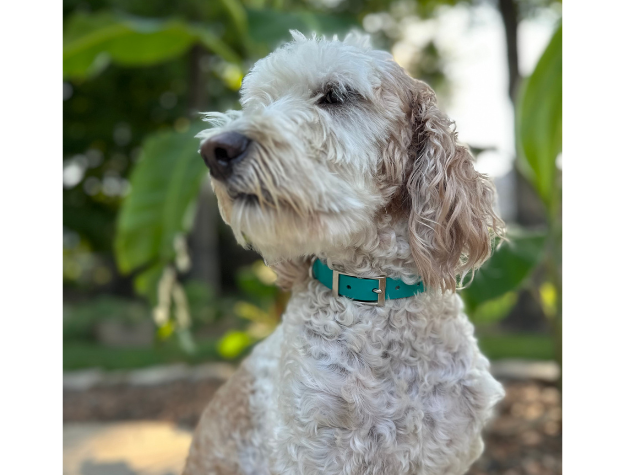Fishtail Hand Braided Dog Collar in Teal & Cream - Tampa Home & Garden Store