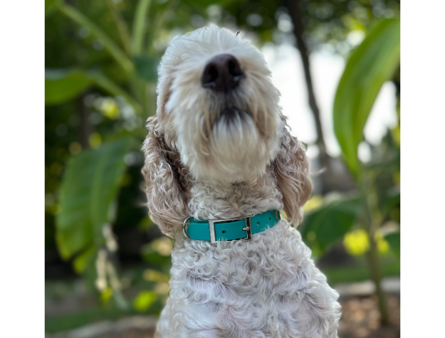 Fishtail Hand Braided Dog Collar in Teal & Cream - Tampa Home & Garden Store