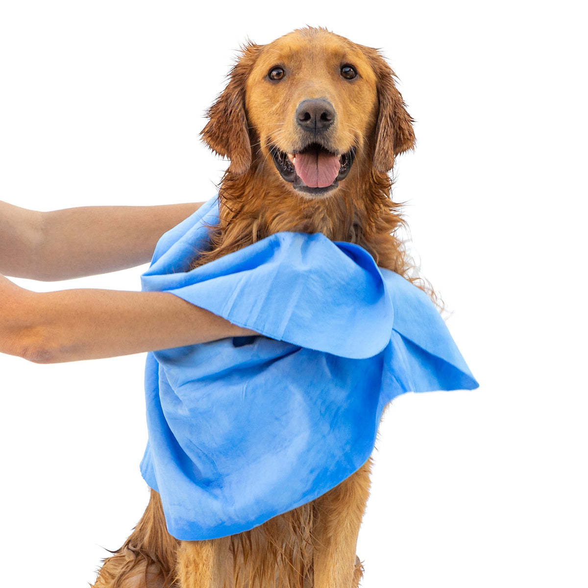 Dog drying shammy towel blue wrap on a golden retriever on Tampa Home & Garden Store