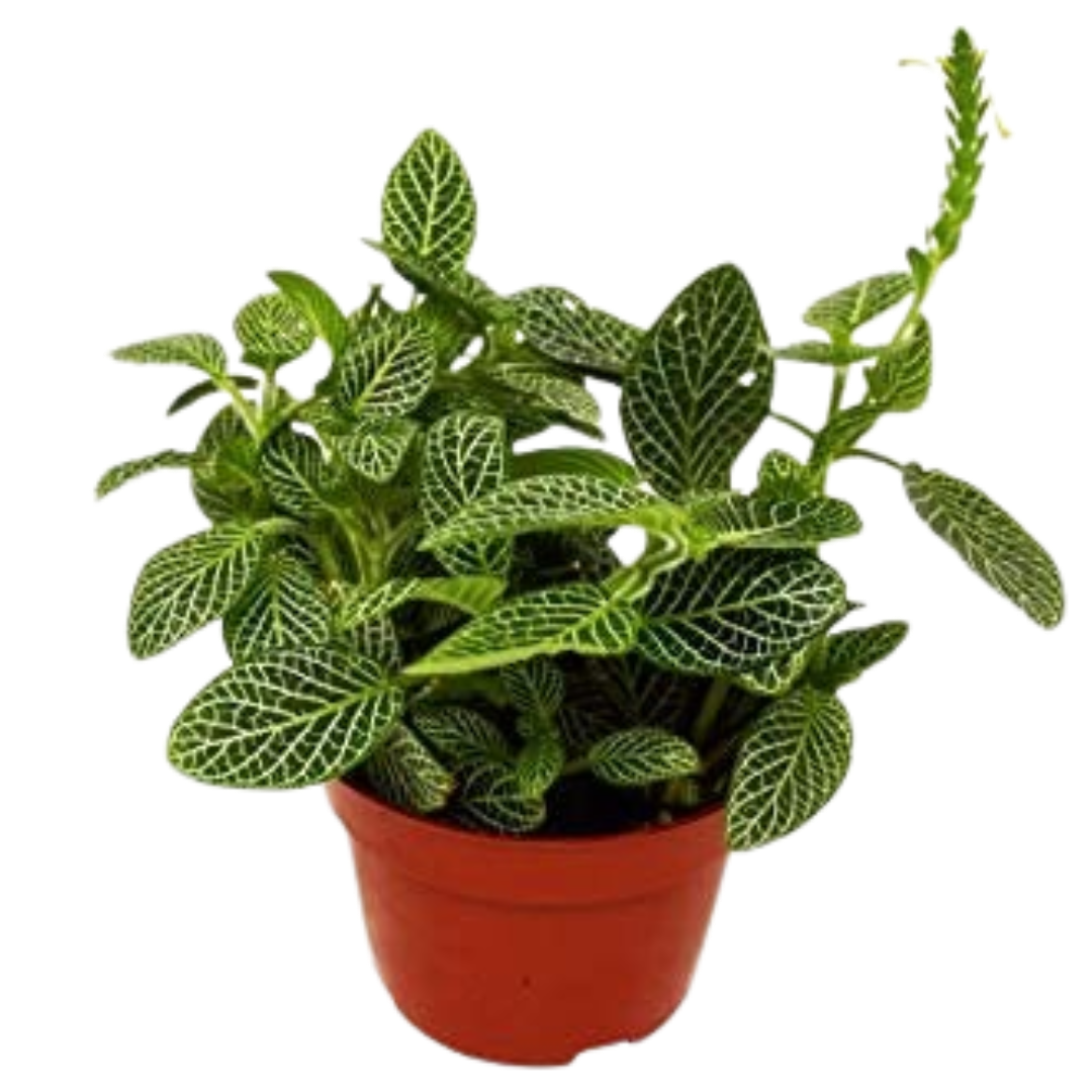 Fittonia White Nerve Plant in a 4-inch pot with green leaves and white veins on Tampa Home & Garden Store