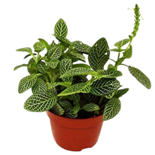 Fittonia White Nerve Plant in a 4-inch pot with green leaves and white veins on Tampa Home & Garden Store