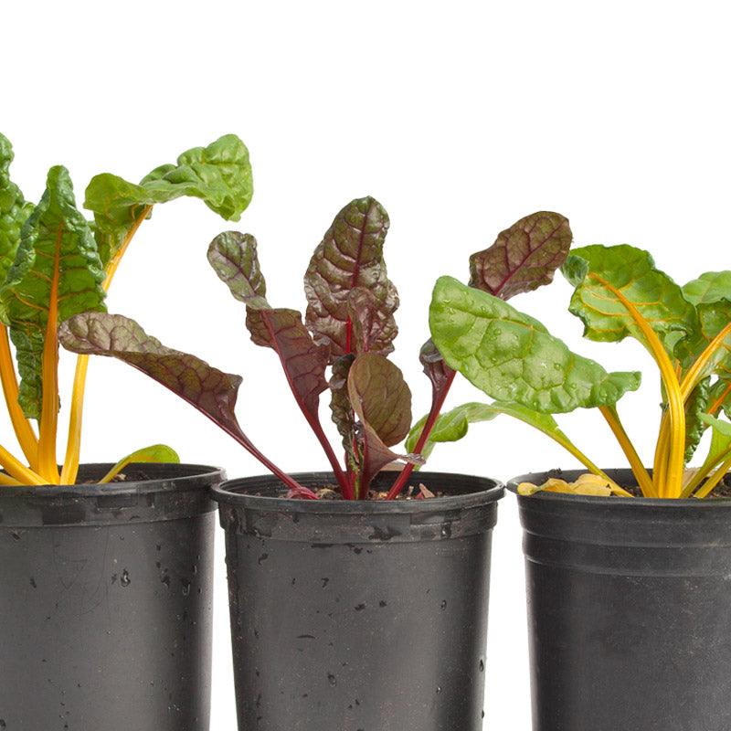 Five Color Silverbeet Chard Seeds (Organic) - Tampa Home & Garden Store