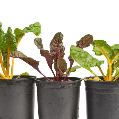 Five Color Silverbeet Chard Seeds (Organic) - Tampa Home & Garden Store