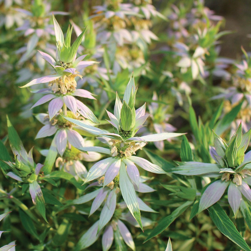 Spotted Wild Bergamot bee balm seeds with lavender-pink bracts and green leaves Seedtime on Tampa Home & Garden Store