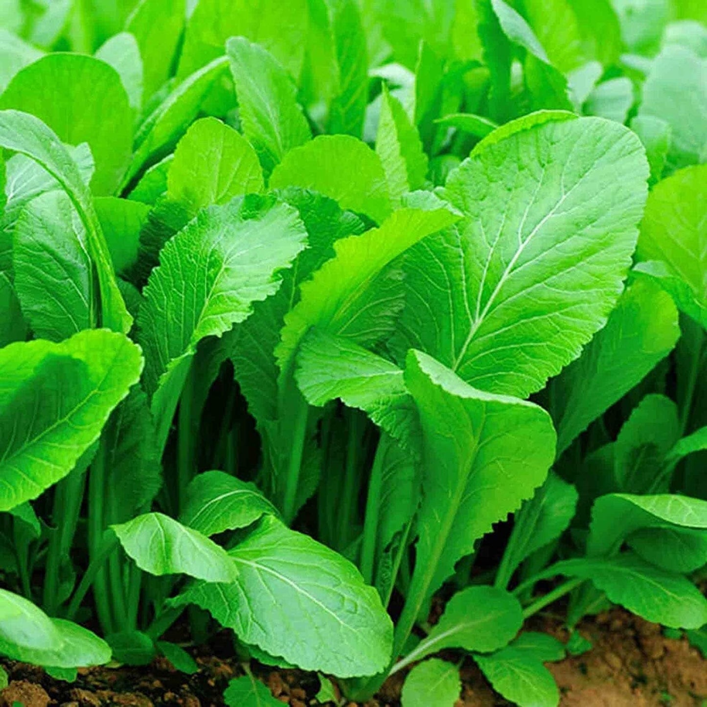 Florida Broadleaf Mustard Seeds - Fast Growing Green Vegetables Seeds - Heirloom Ci B Xanh Seed - Small GAI Choi - Tampa Home & Garden Store