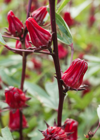 Florida Cranberry (Hibiscus sabdariffa) - Tampa Home & Garden Store