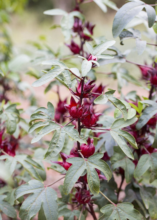 Florida Cranberry (Hibiscus sabdariffa) - Tampa Home & Garden Store
