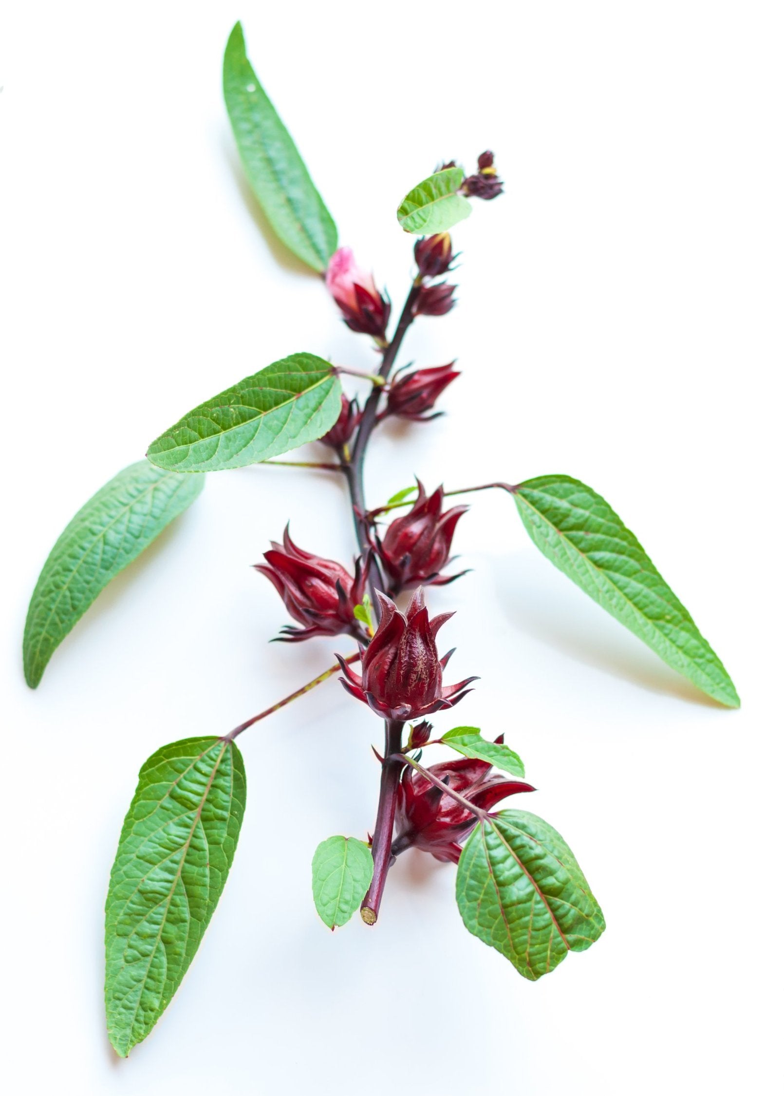 Florida Cranberry (Hibiscus sabdariffa) - Tampa Home & Garden Store