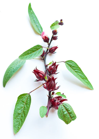 Florida Cranberry (Hibiscus sabdariffa) - Tampa Home & Garden Store