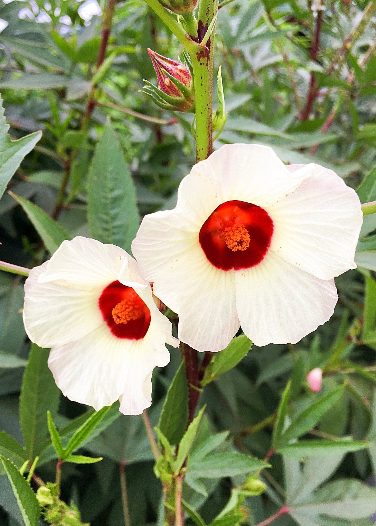 Florida Cranberry (Hibiscus sabdariffa) - Tampa Home & Garden Store