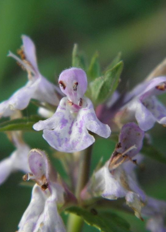 Florida Native Betony - Tampa Home & Garden Store