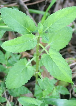 Florida Native Betony - Tampa Home & Garden Store