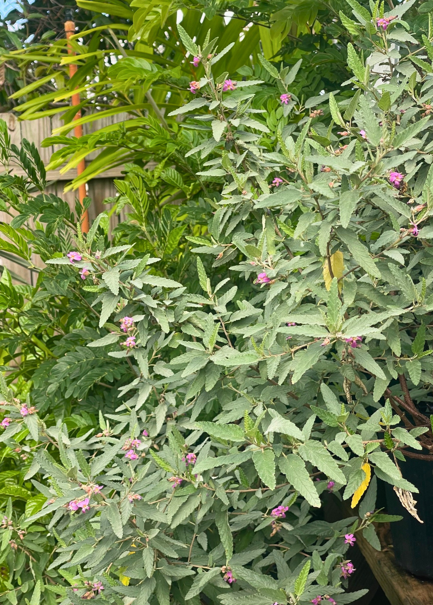 Florida Native Tea Bush (Melochia tomentosa) - Tampa Home & Garden Store