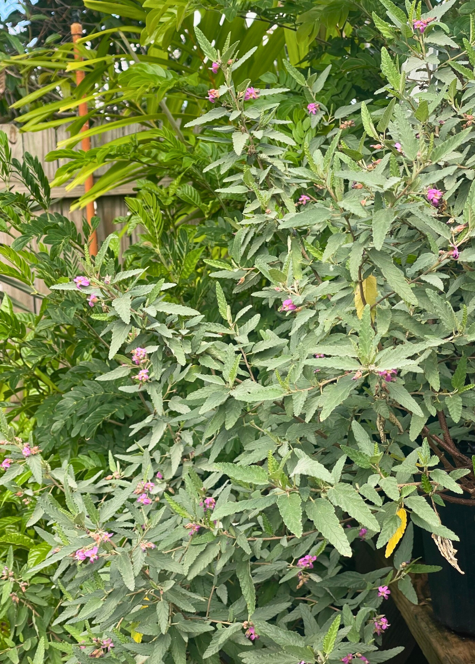 Florida Native Tea Bush (Melochia tomentosa) - Tampa Home & Garden Store