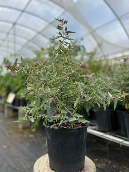 Florida Native Tea Bush (Melochia tomentosa) - Tampa Home & Garden Store