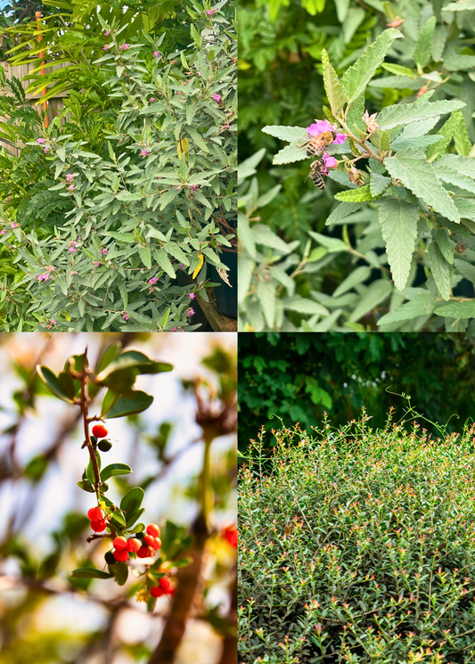 Florida Native Tea Duo: Yaupon Holly + Florida Native Tea Bush - Tampa Home & Garden Store