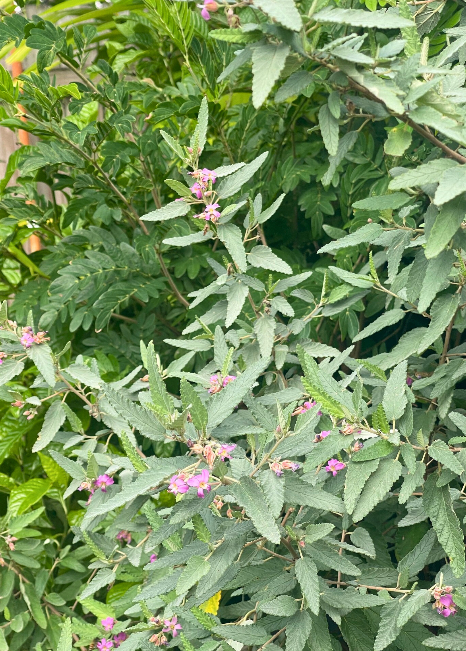 Florida Native Tea Duo: Yaupon Holly + Florida Native Tea Bush - Tampa Home & Garden Store