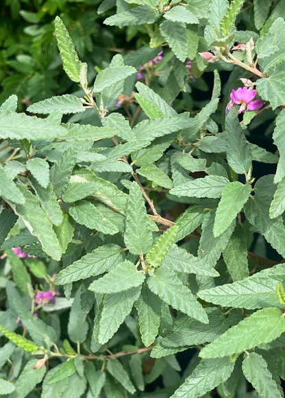 Florida Native Tea Duo: Yaupon Holly + Florida Native Tea Bush - Tampa Home & Garden Store