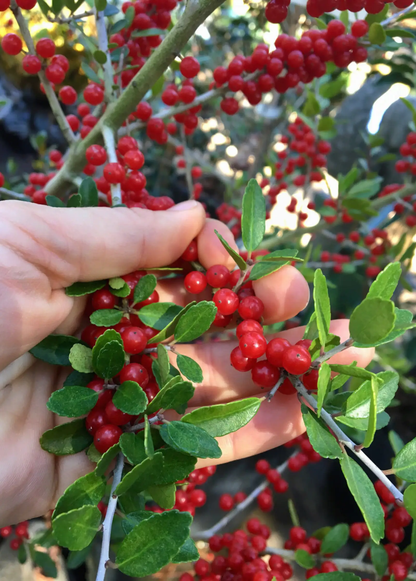 Florida Native Tea Duo: Yaupon Holly + Florida Native Tea Bush - Tampa Home & Garden Store