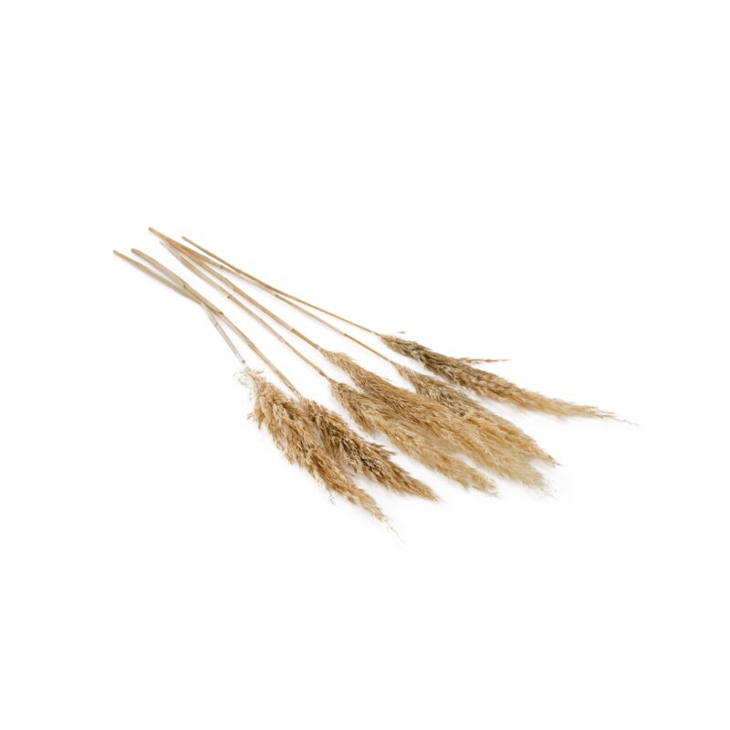 Fluffy Dried Pampas Grass - Tampa Home & Garden Store