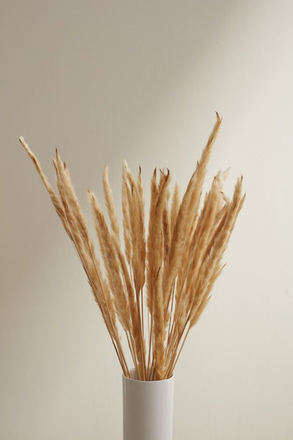 Fluffy Dried Pampas Grass - Tampa Home & Garden Store