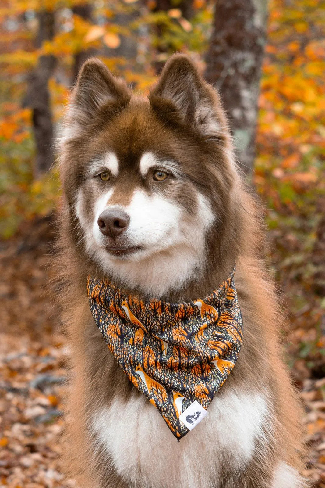 Foxes in Fall Dog Bandana & Matching Keychain - Tampa Home & Garden Store